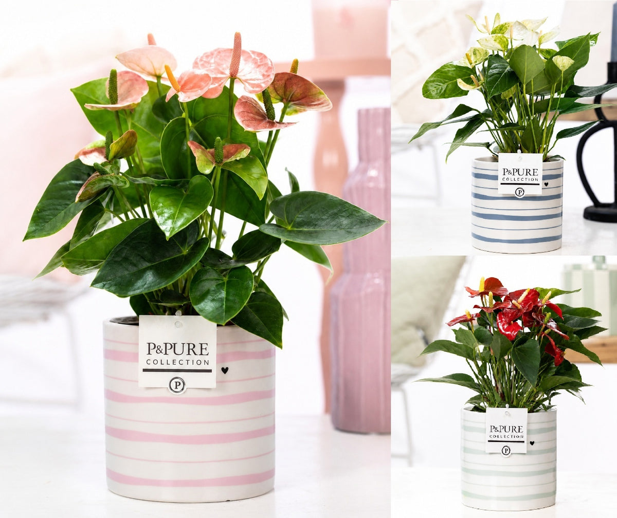 Anthurium mix 45cm 12cm Pot