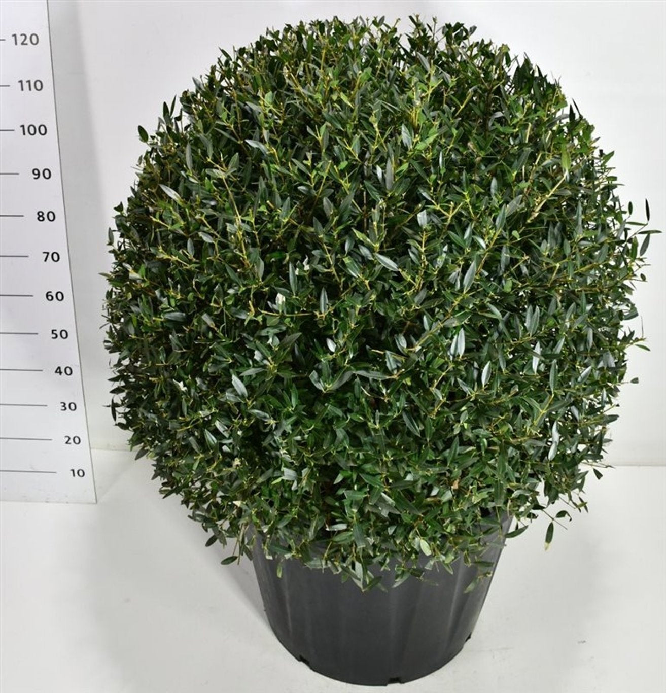 Conifer mix 135cm 130cm Pot