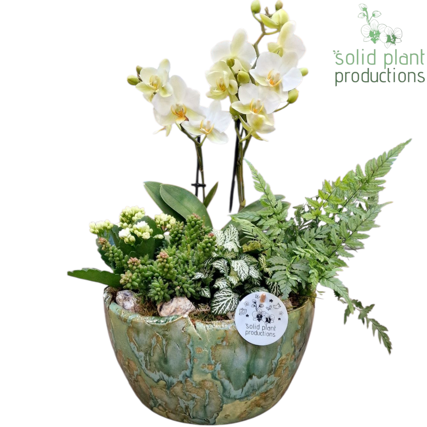Solid Plant Productions PH081 Olivia Green Phalaenopsis Pack of 2