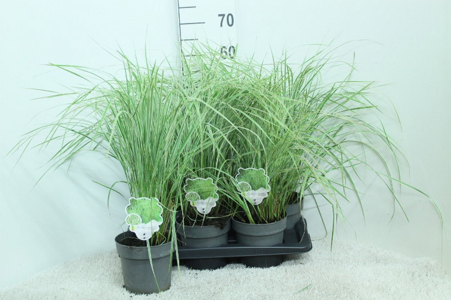 van Tol & Van der Linde Calamagrostis Overdam Pack of 6