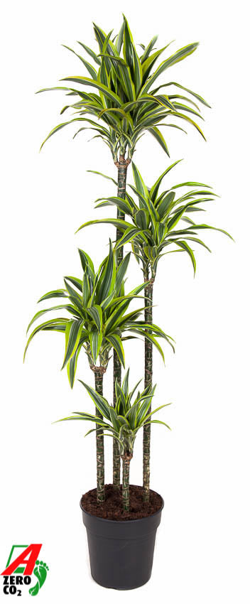 Ammerlaan Green Innovator Dracaena fragrans Lemon Lime 120-90-60-30 Pack of 1