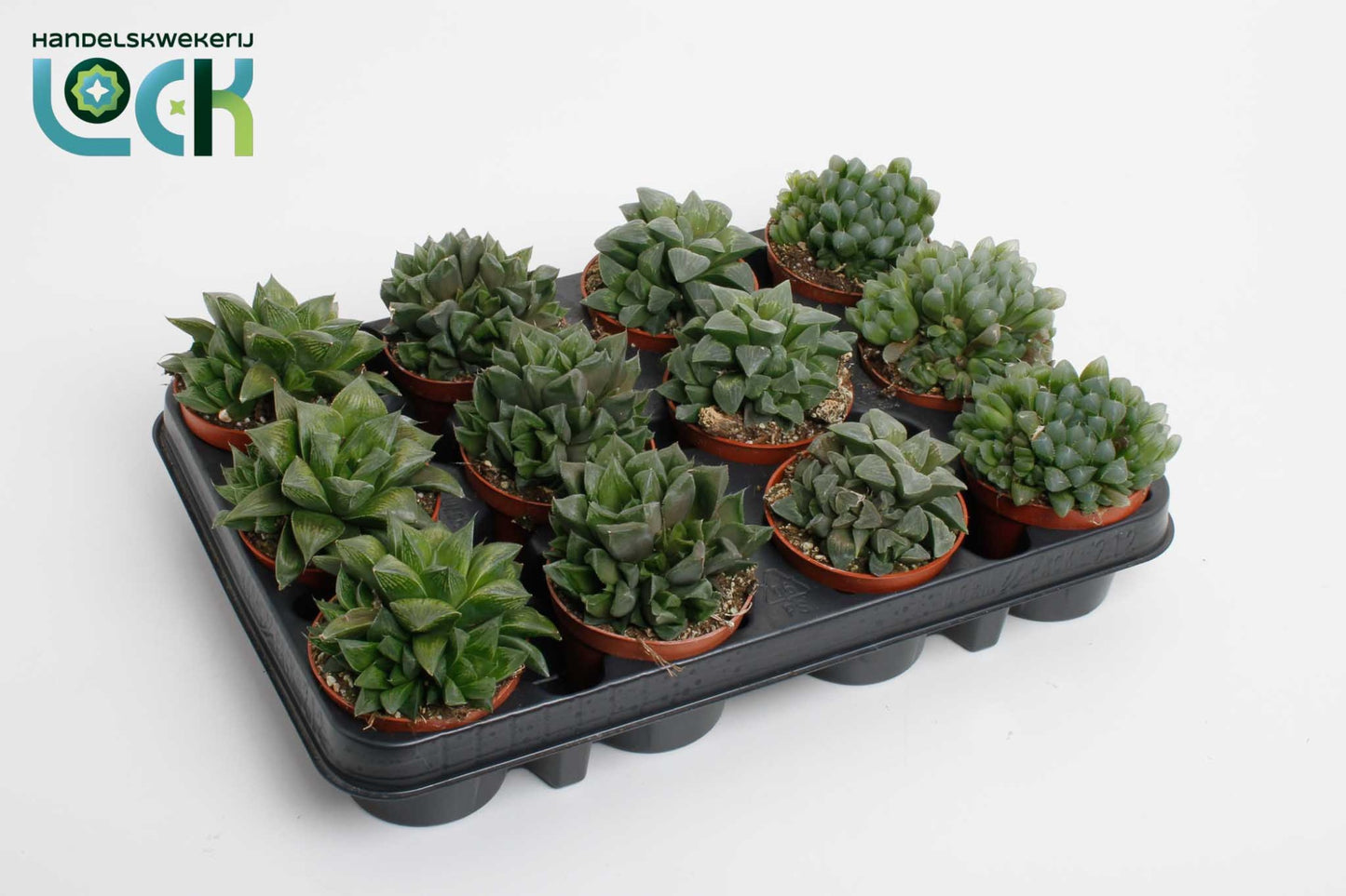 Glassworthia Truncata mix 12cm 8.5cm Pot