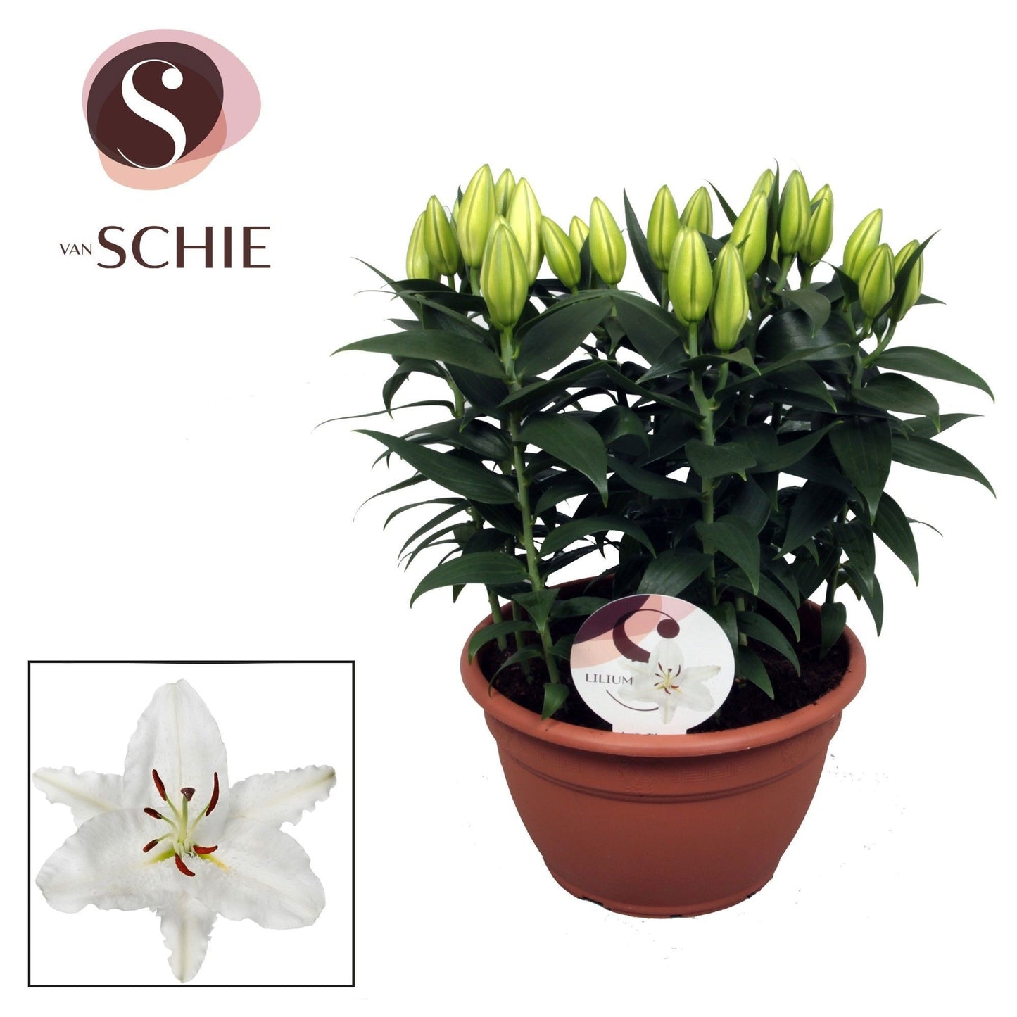 Lilium Oxygen 40cm 25cm Pot
