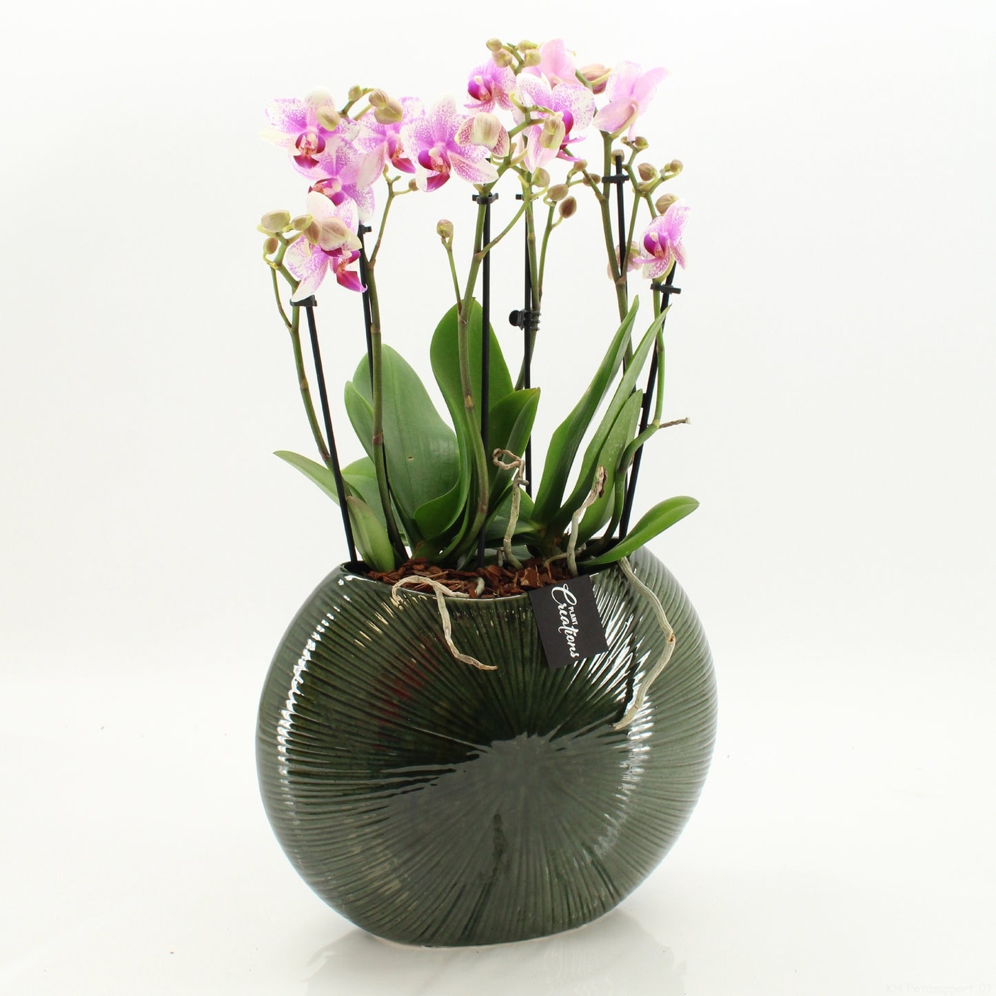 Phalaenopsis arrangement 65cm 31cm Pot