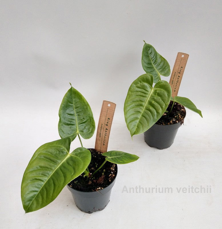 Plants 25cm 12cm Pot