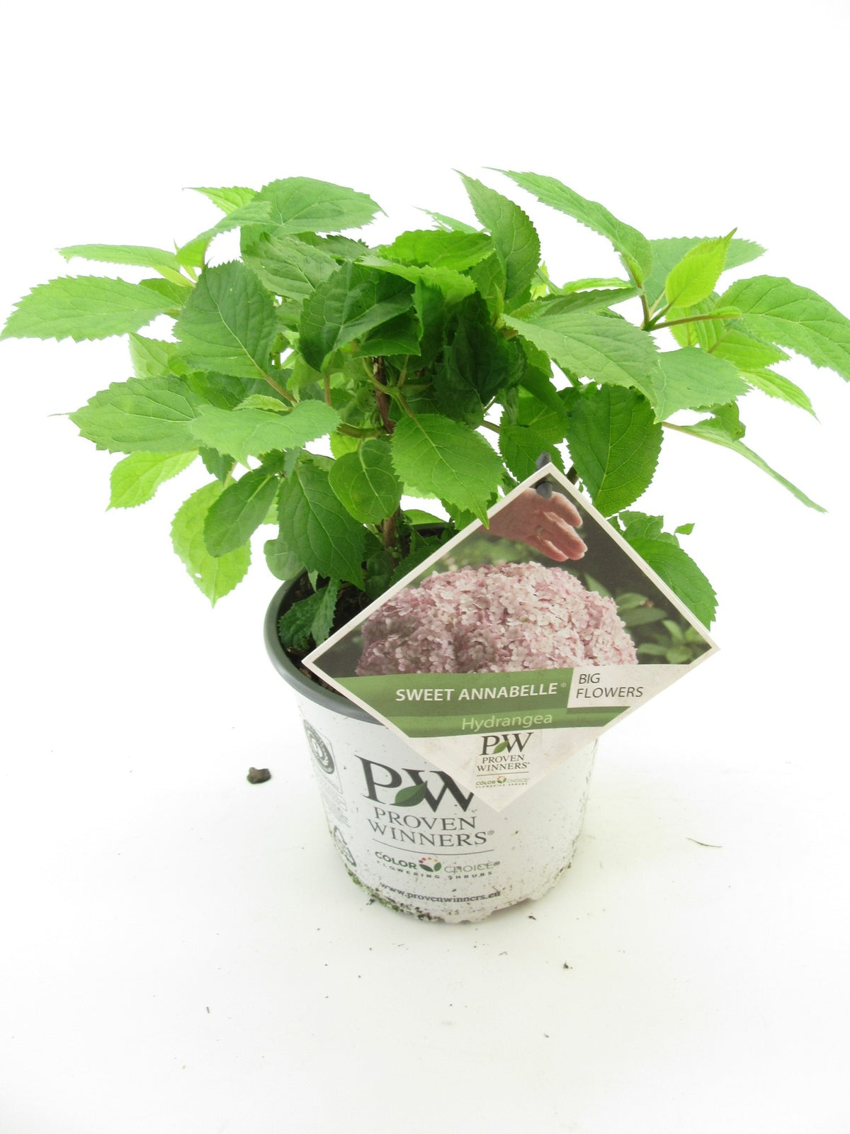 Hydrangea arborescens mix 40cm 19cm Pot