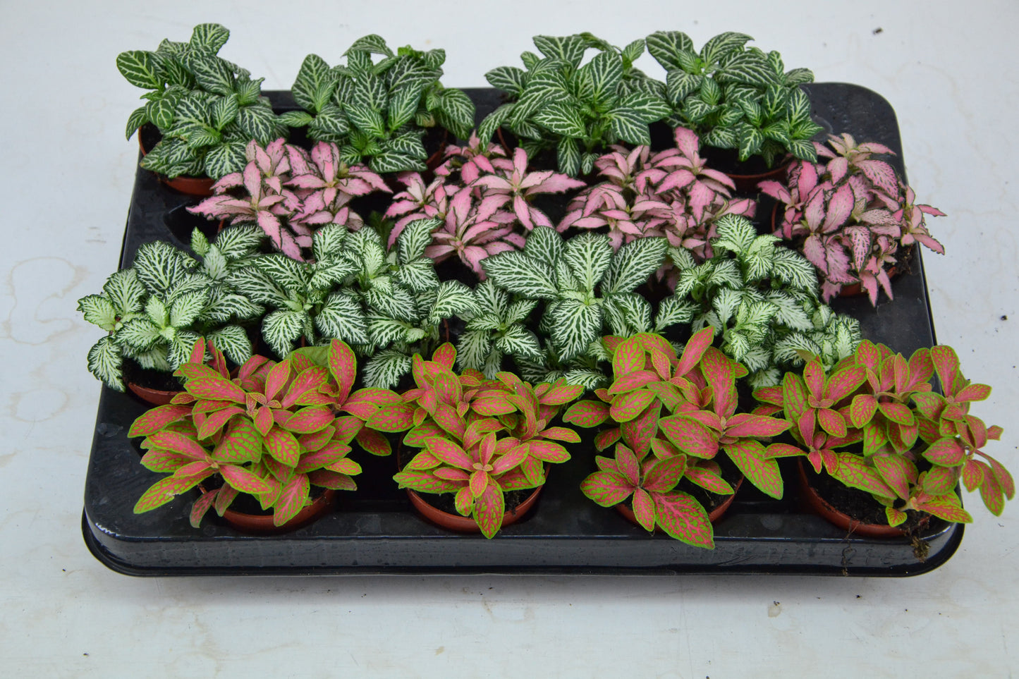Fittonia mix 10cm 7cm Pot