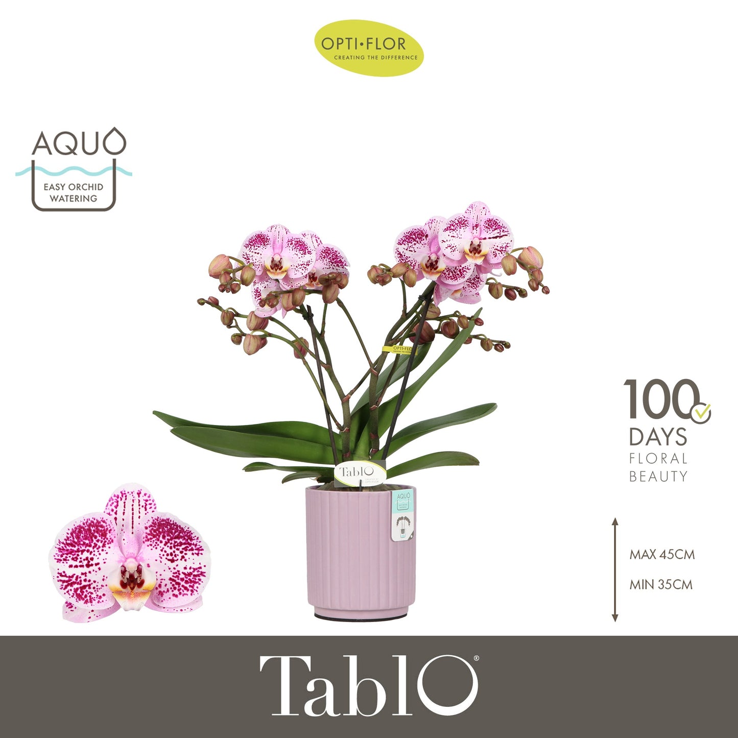 Phalaenopsis Tablo Bellini 40cm 12cm Pot
