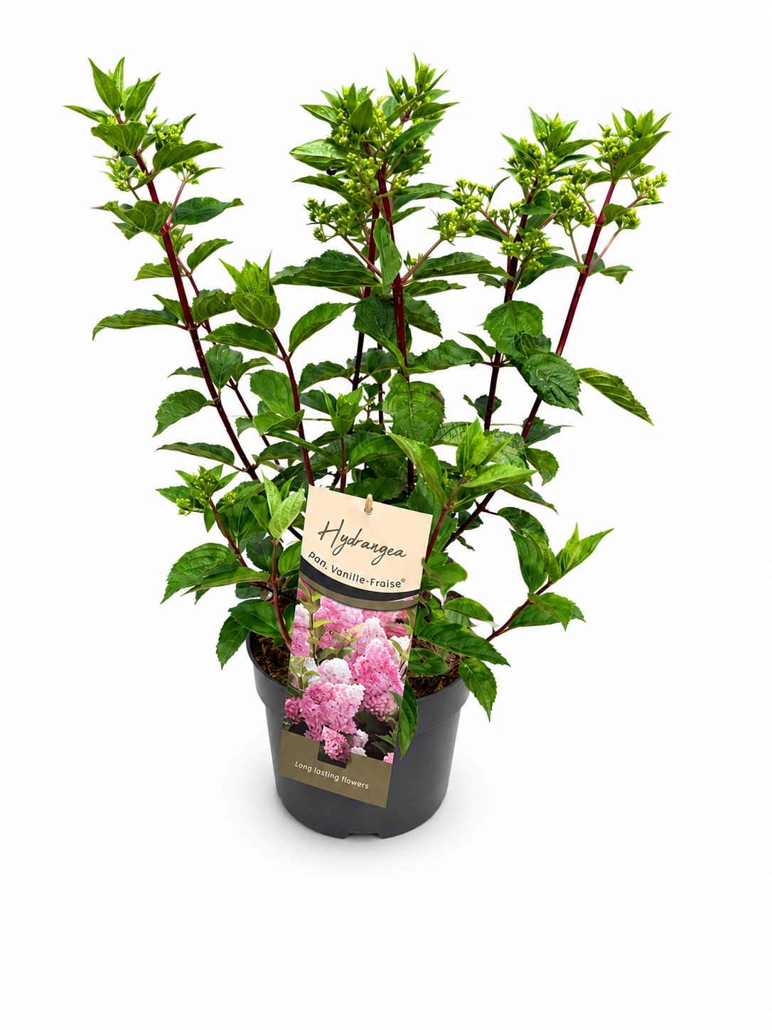 Hydrangea pan. Vanille-Frais 75cm 26cm Pot