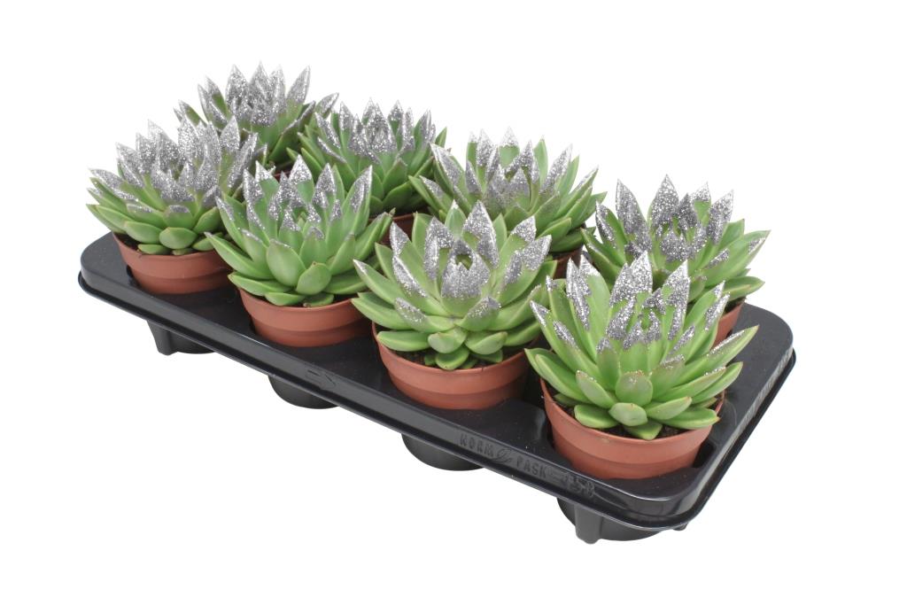 Miranda + silver Natureglit® points 15cm 12cm Pot
