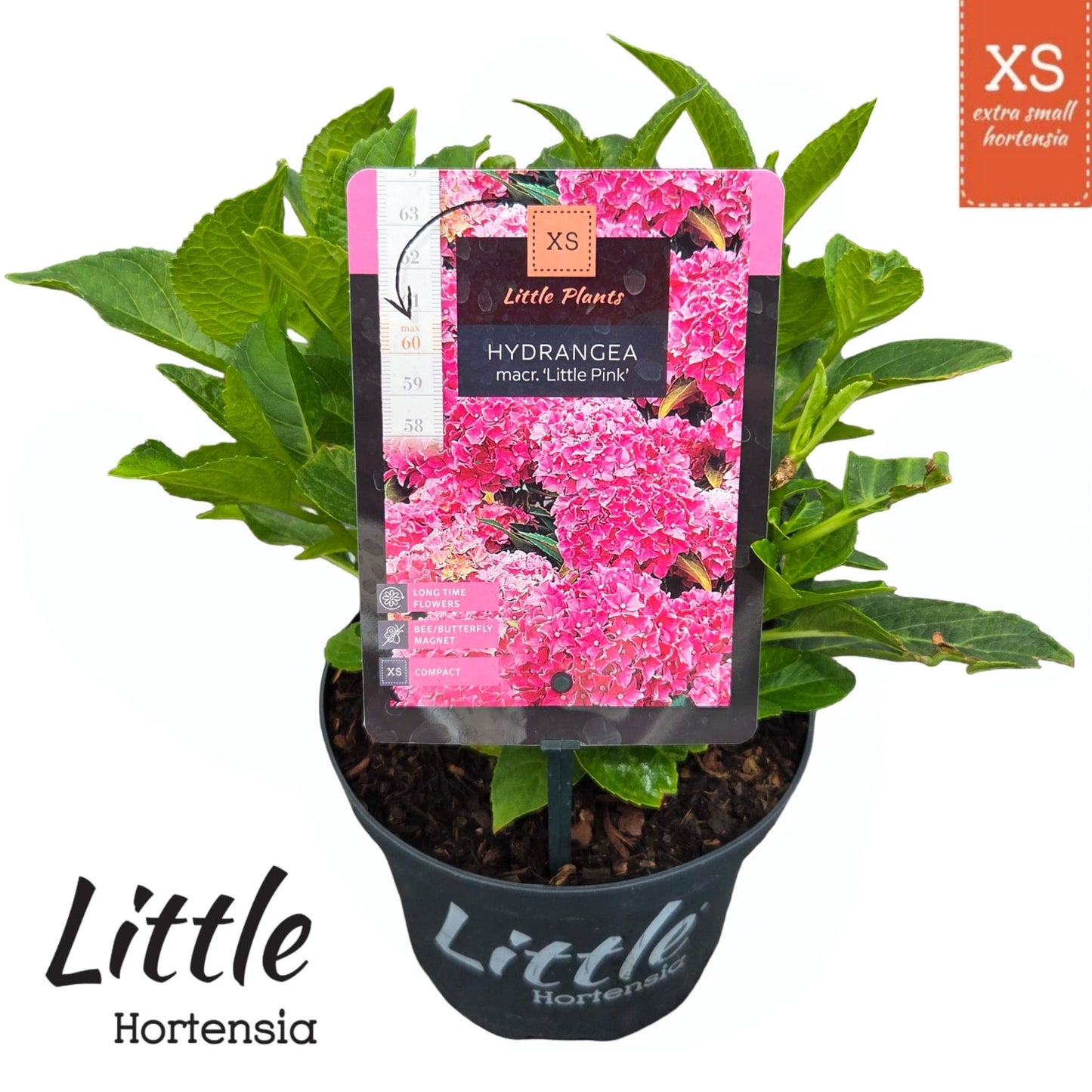 Hydrangea macrophylla 30cm 17cm Pot