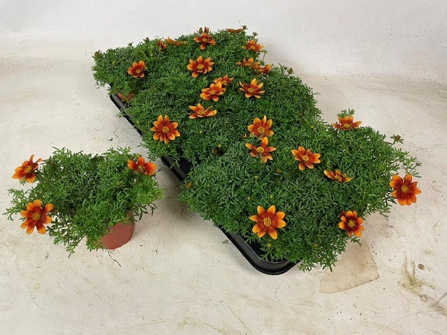 Bidens Bidy Boom Red Eye 15cm 510cm Pot