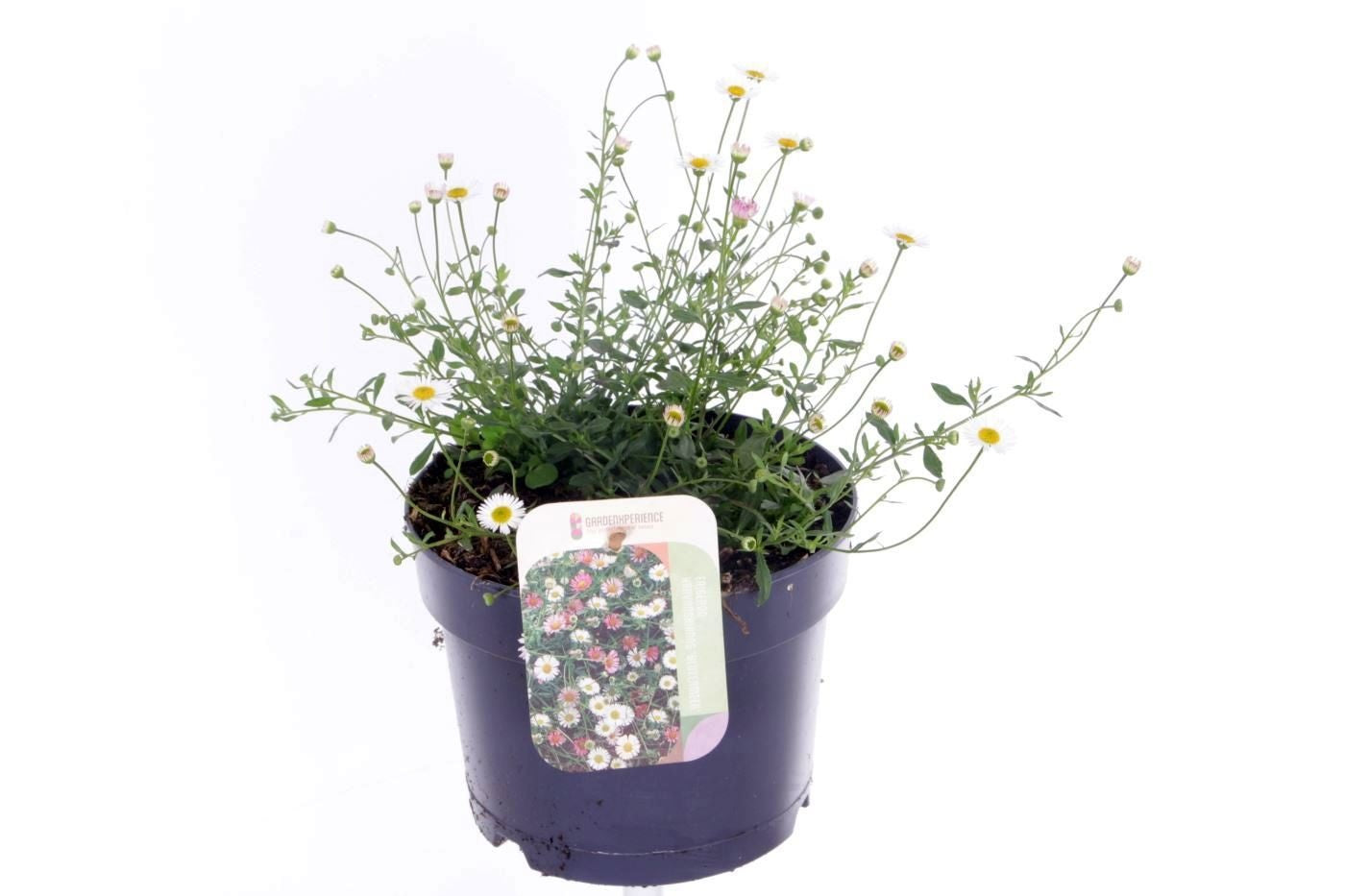 Erigeron karvinskianus 30cm 17cm Pot