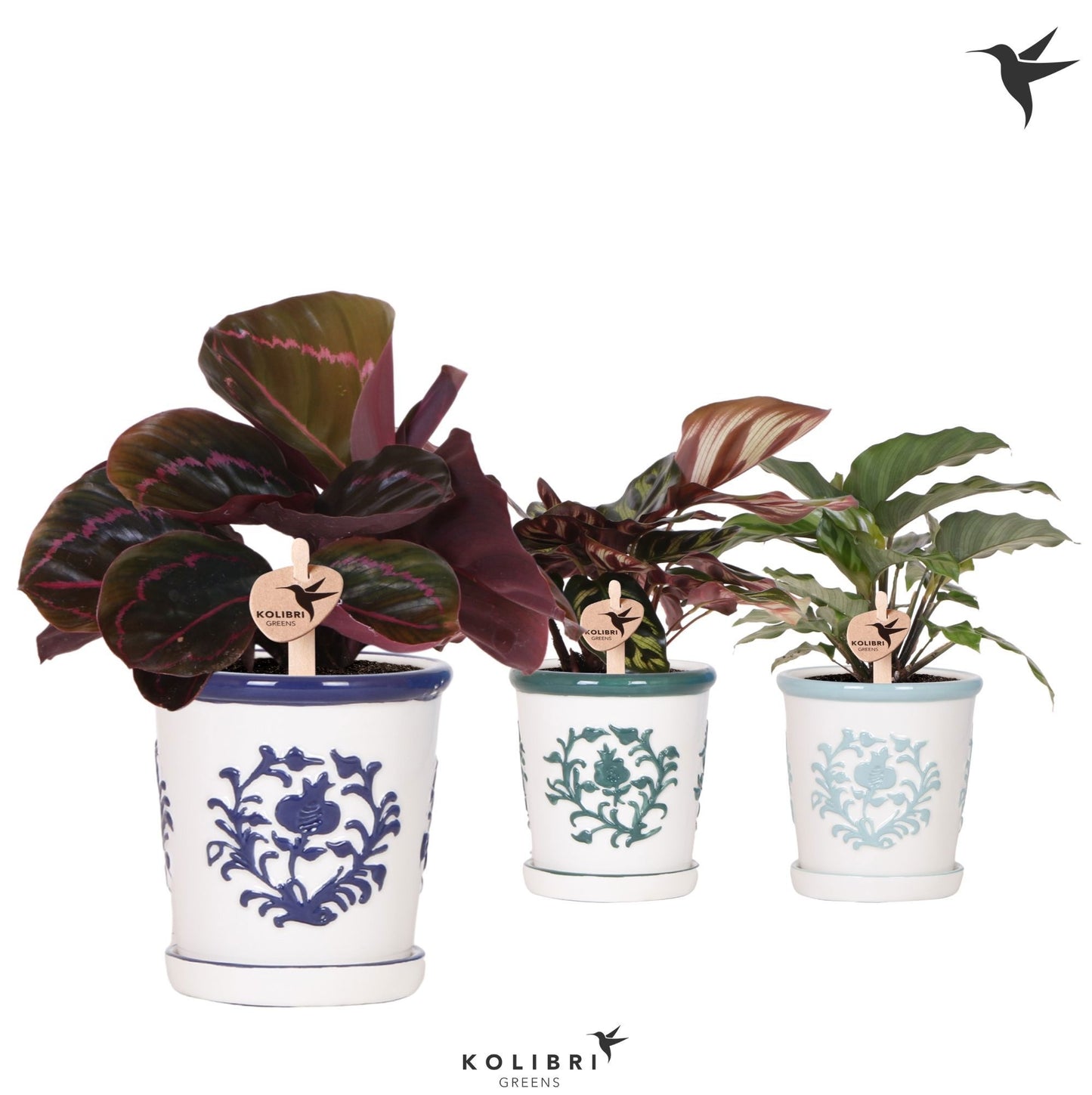 Calathea mix 23cm 9cm Pot
