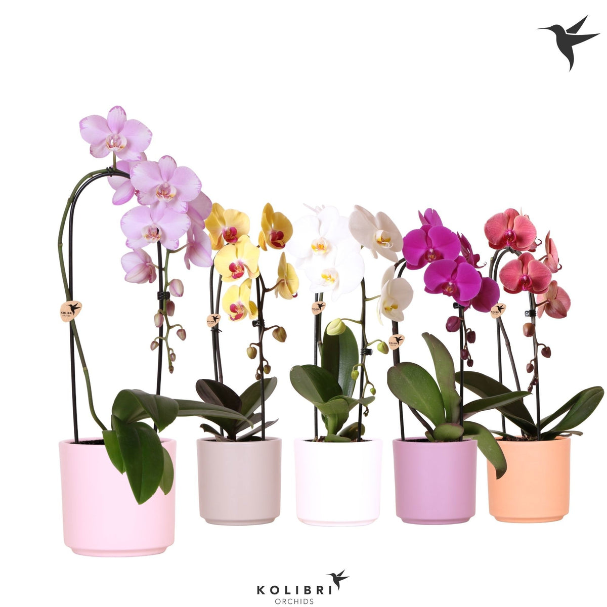 Phalaenopsis mix cascade (+ drp.ceramic) 50cm 12cm Pot