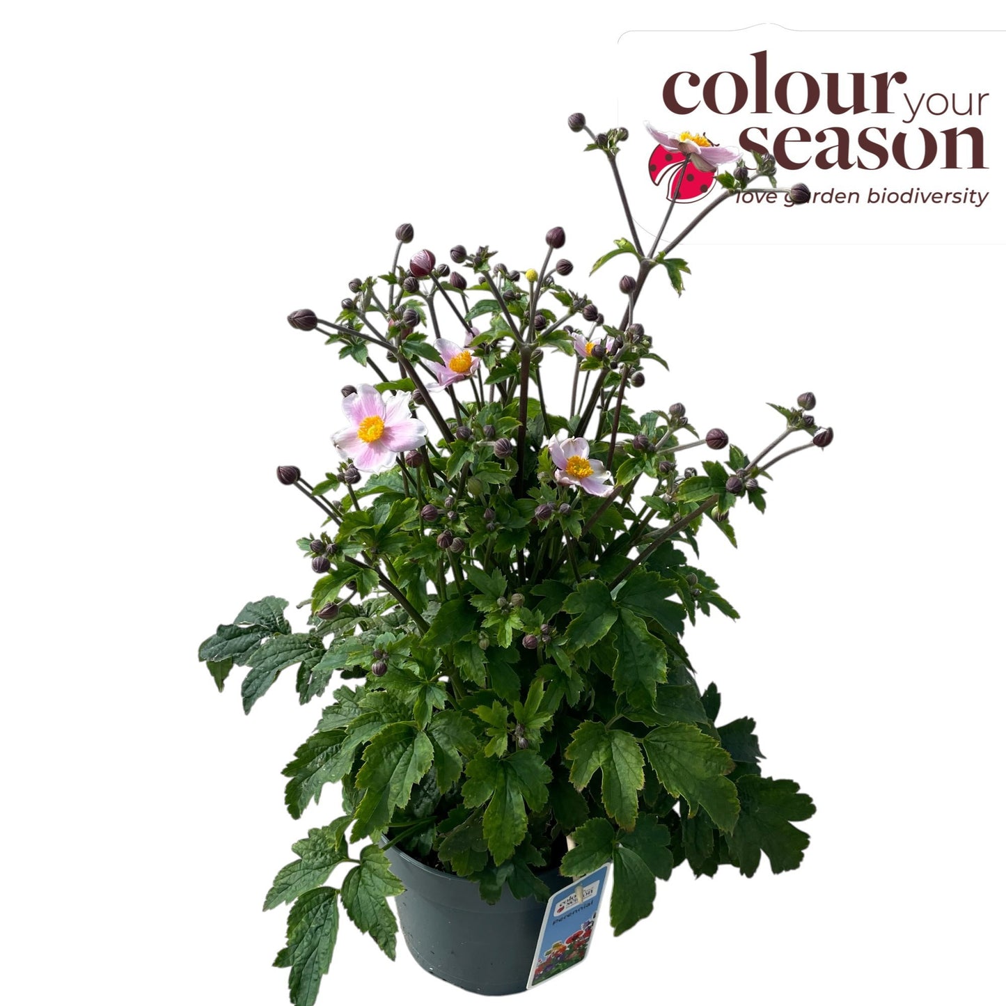 Roest, Mts. Anemone Spring Beauty Pink Pack of 1