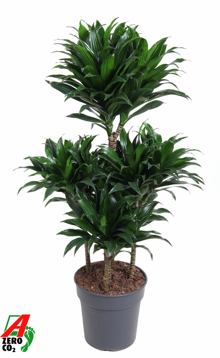 Dracaena fragrans Compacta 100cm 24cm Pot