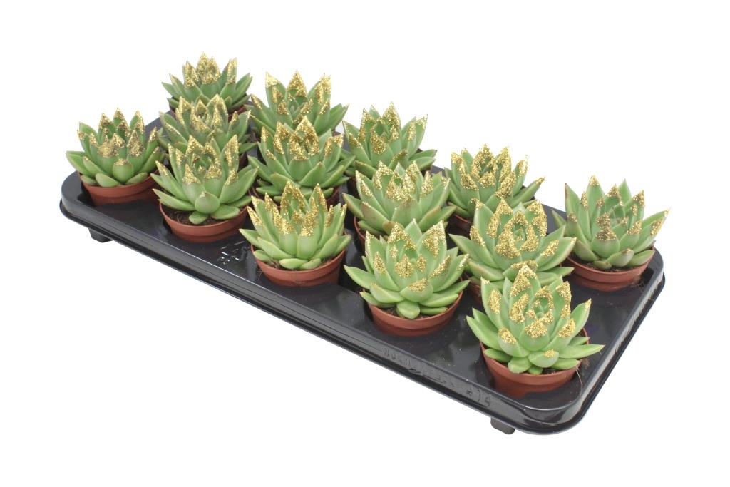 Miranda + gold Natureglit® points 11cm Special Pot (508)