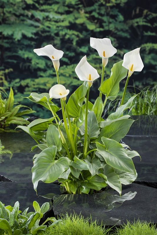 Zantedeschia aethiopica 30cm 18cm Pot