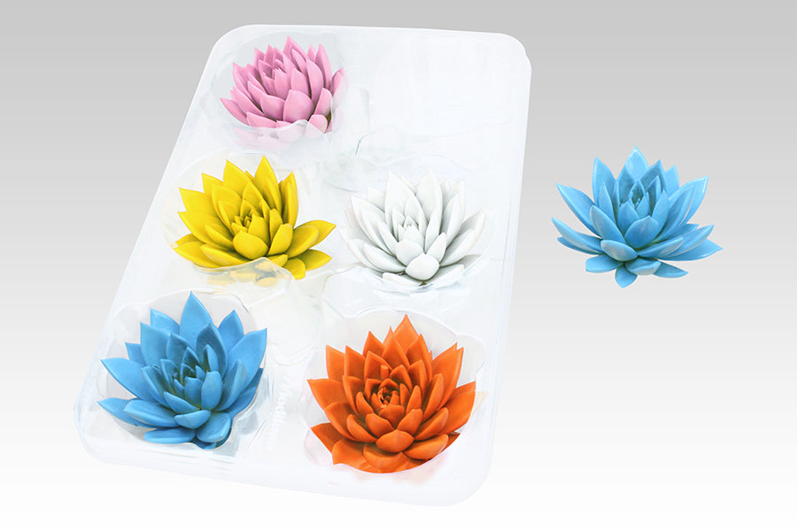 Echeveria Miranda 5cm 999cm Pot