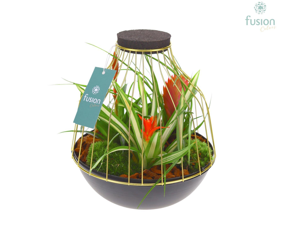 arr. Bromelia 25cm 21cm Pot