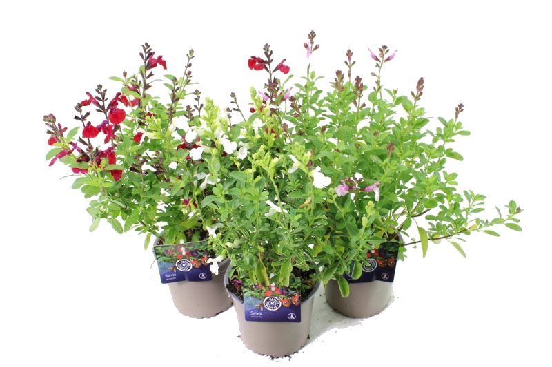 Salvia microphylla 40cm 13cm Pot