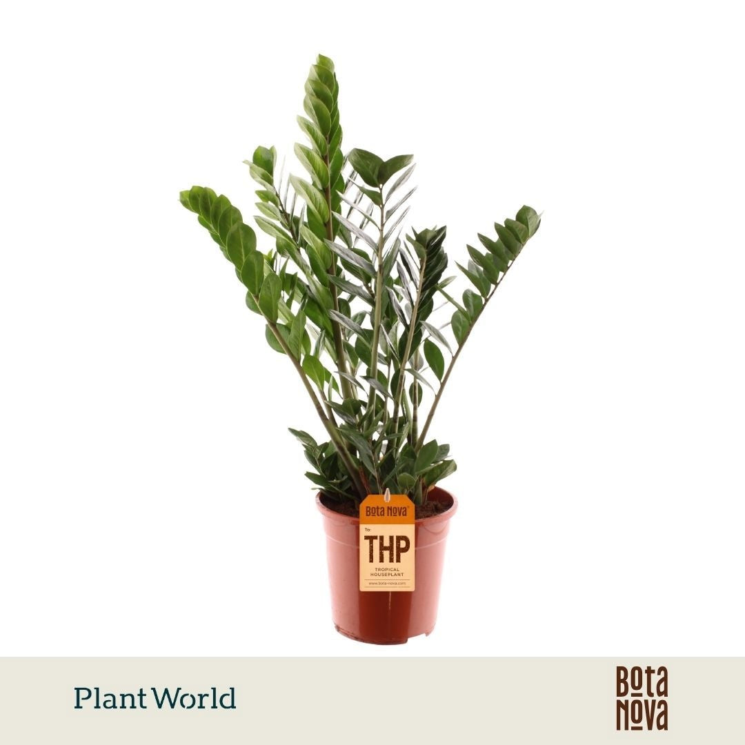 Plantworld Jogrow Zamioculcas zamiifolia Pack of 1