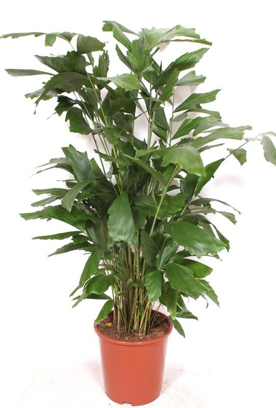 Caryota mitis 130cm 27cm Pot