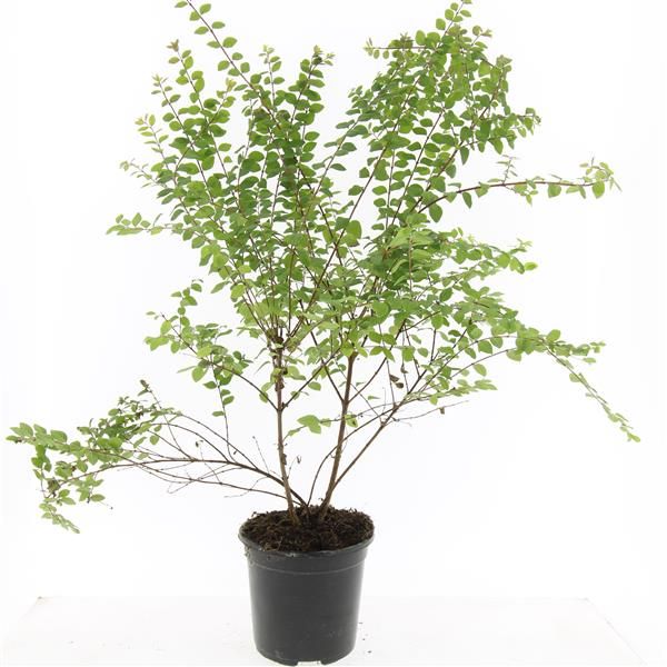 Symphoricarpos che. Hancock 10cm 14cm Pot