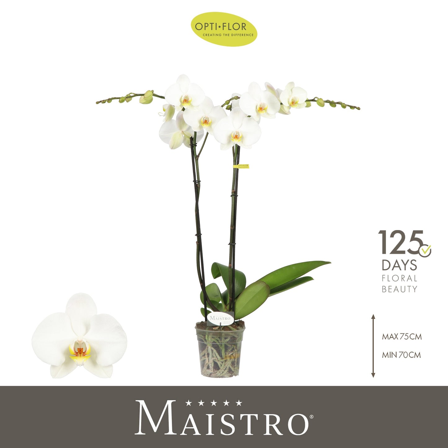 Phalaenopsis Maistro Beethoven 70cm 12cm Pot