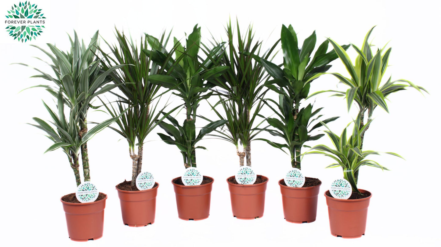 Foliage houseplants mix 60cm 17cm Pot