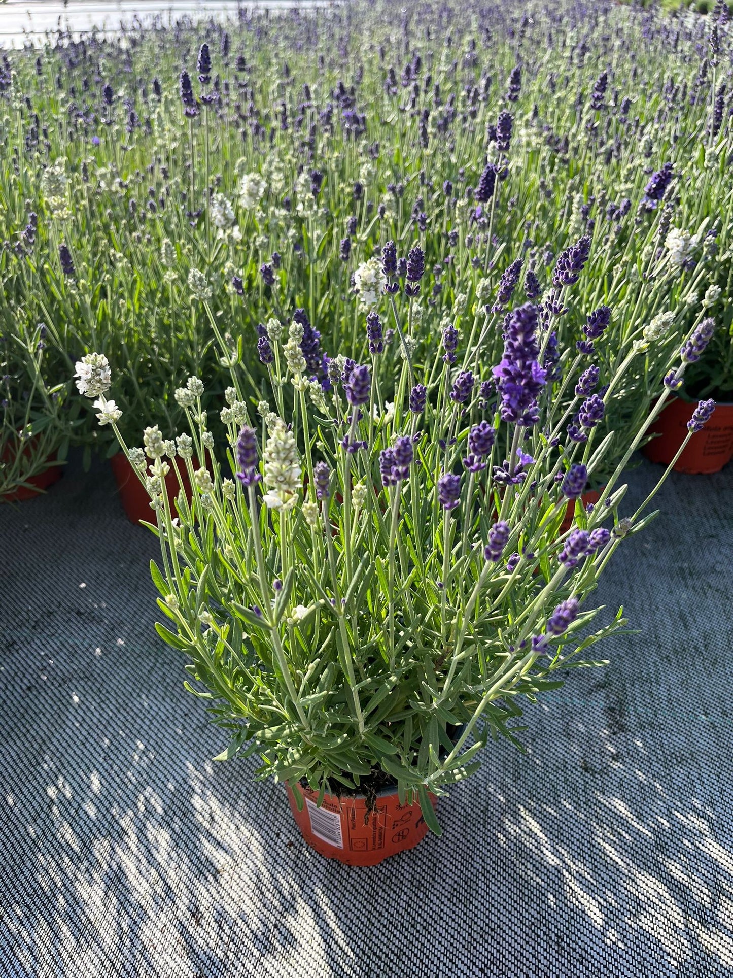 Lavandula angustifolia 25cm 12cm Pot