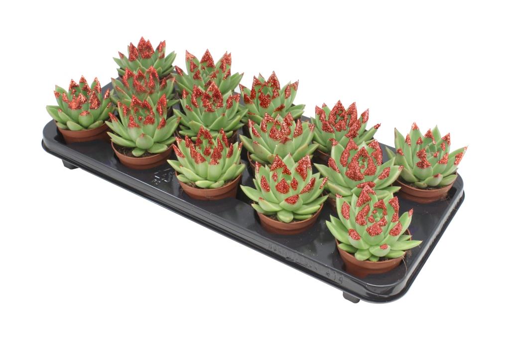 Miranda + red Natureglit® points 11cm Special Pot (508)