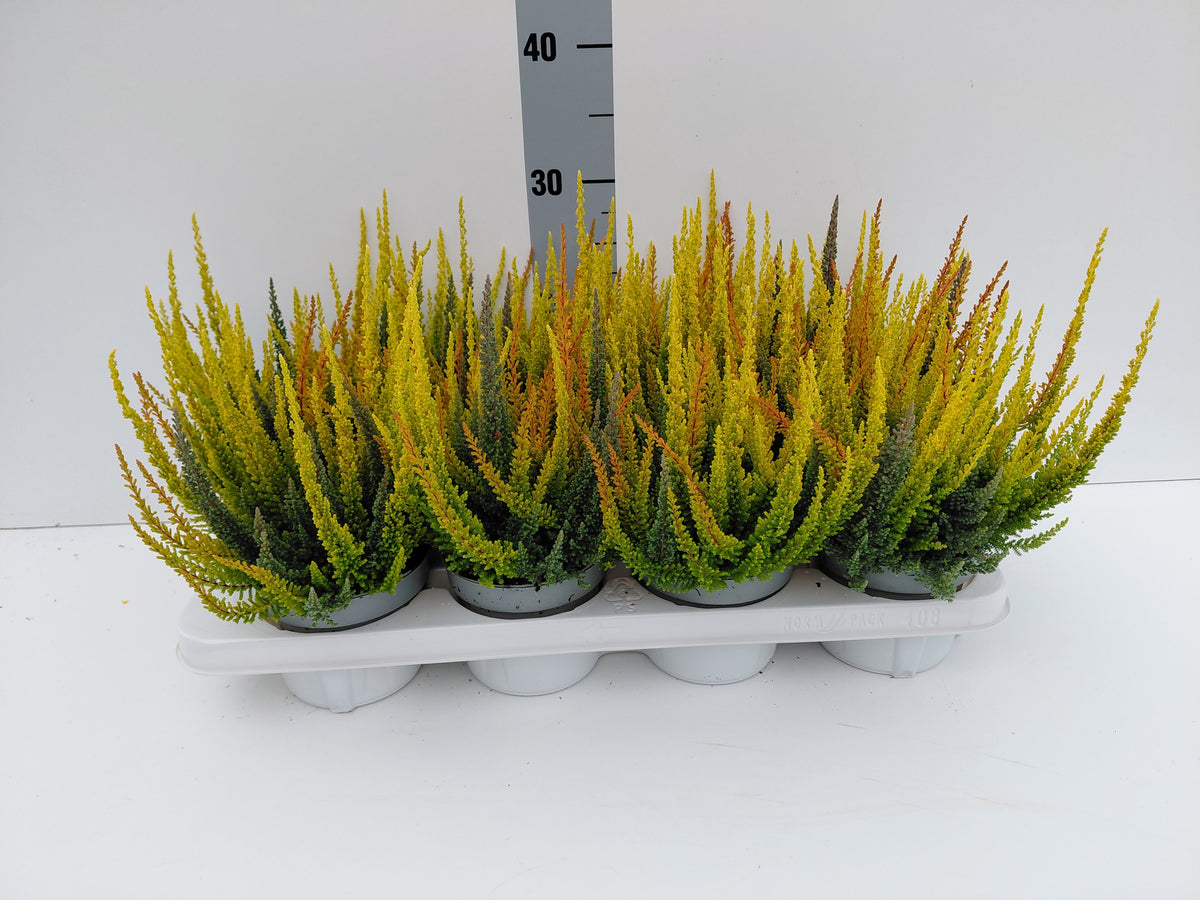 Calluna Skyline trio 28cm 12cm Pot