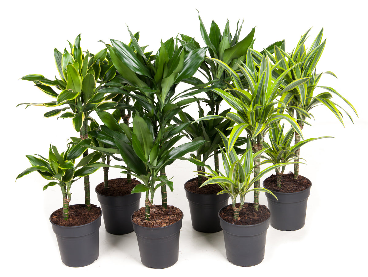 Dracaena mix 70cm 19cm Pot