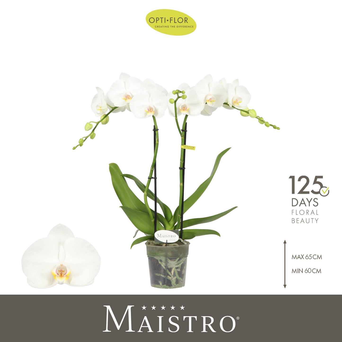 Phalaenopsis Maistro Mozart 60cm 12cm Pot