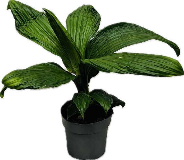 groene planten overig 40cm 14cm Pot
