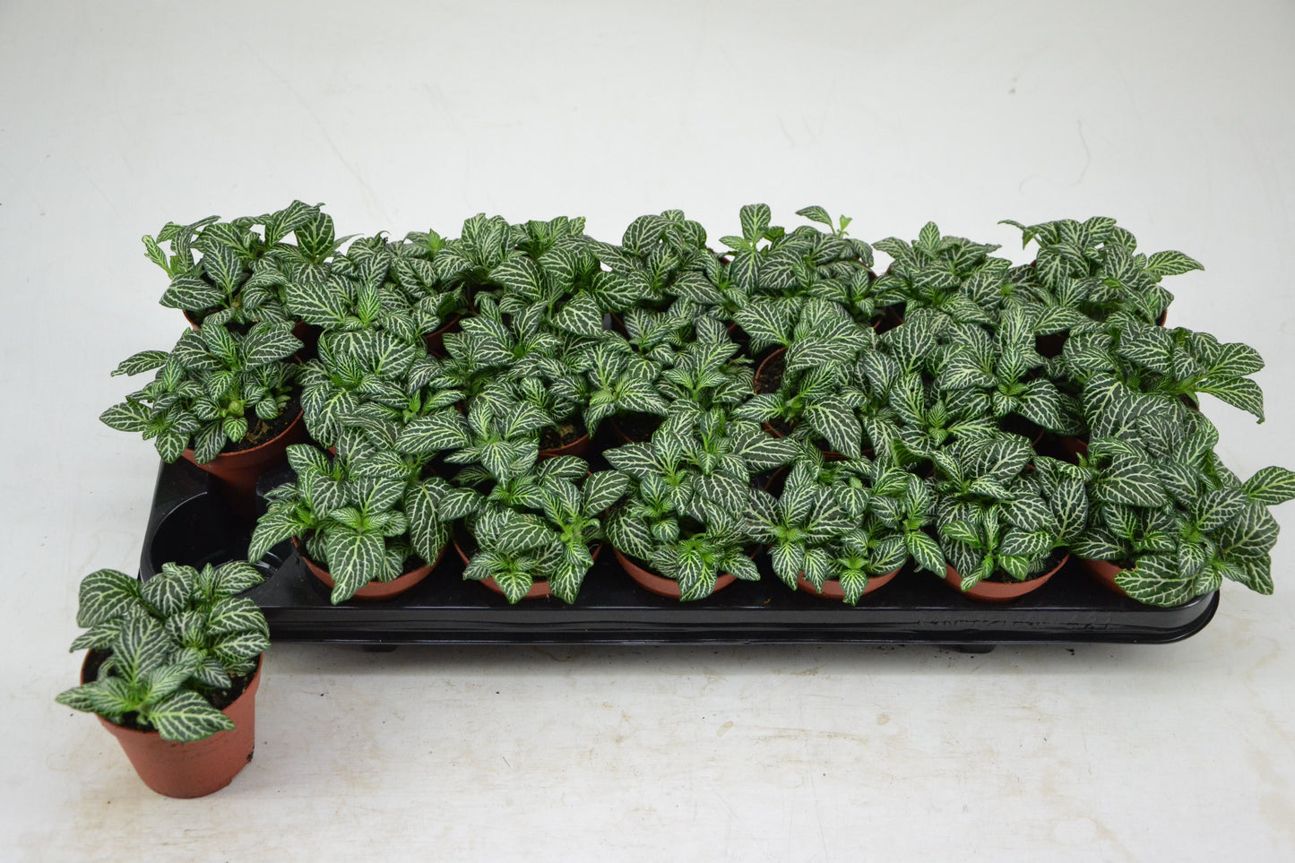 Schoenmakers Verkoop BV Fittonia Mosaic Marble Green Pack of 21