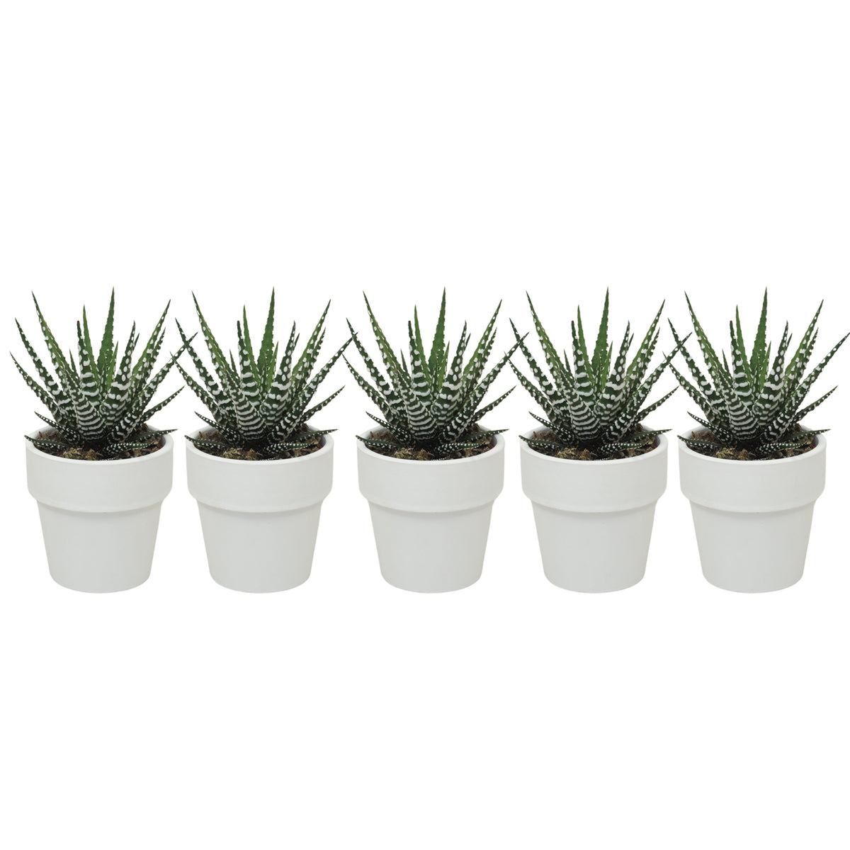 Haworthia Big Band 10cm 5.5cm Pot