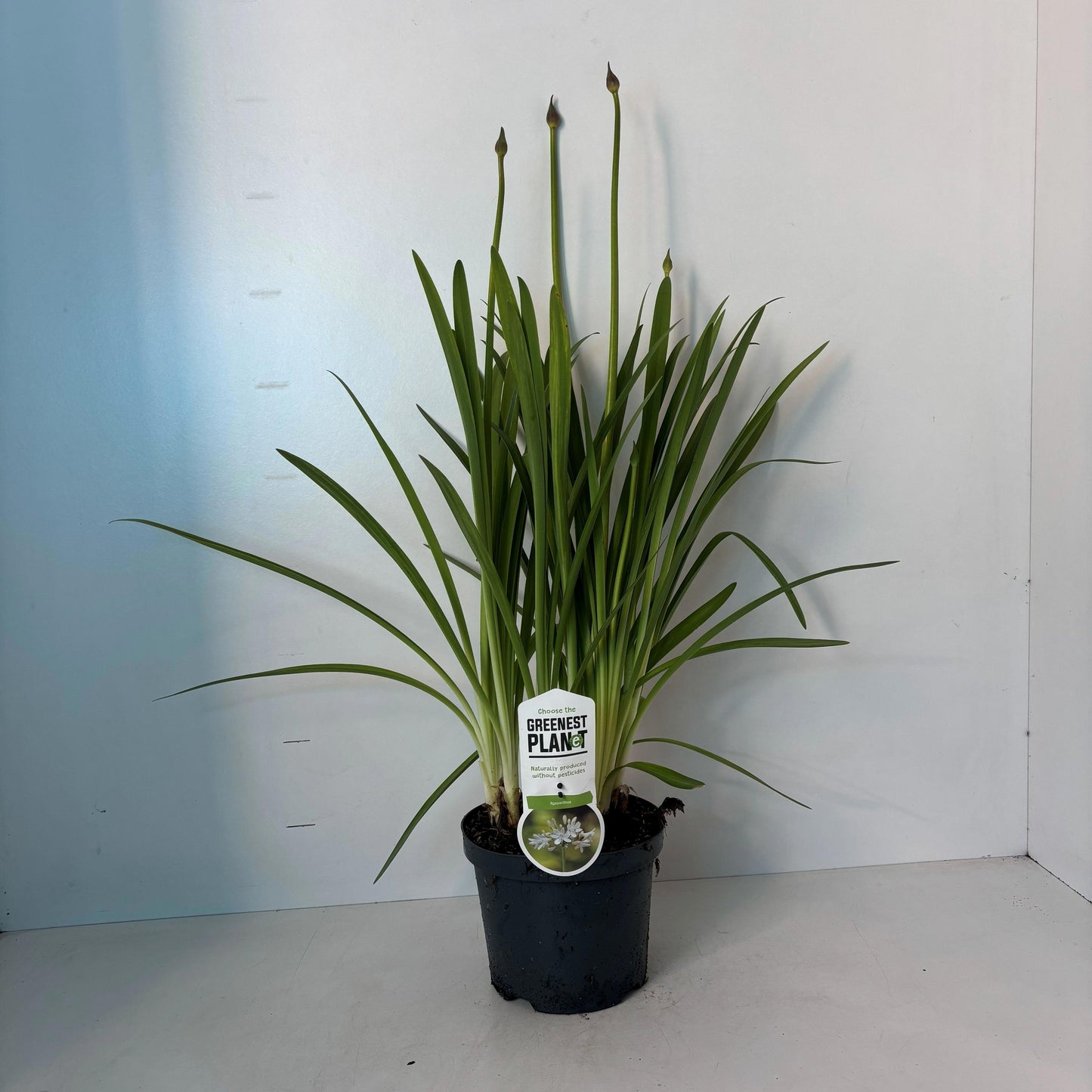 Agapanthus africanus 85cm 19cm Pot