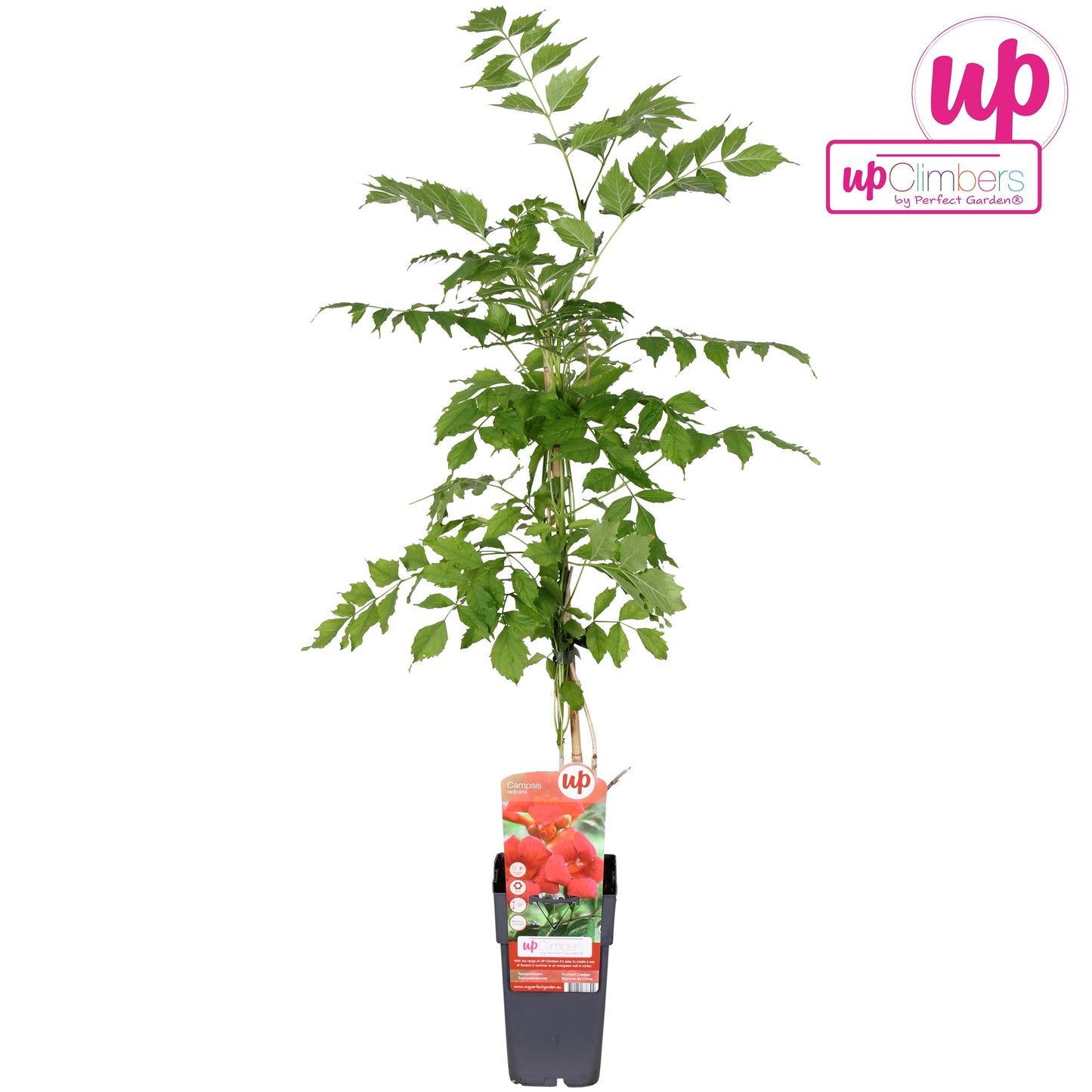 Campsis radicans 65cm 15cm Pot