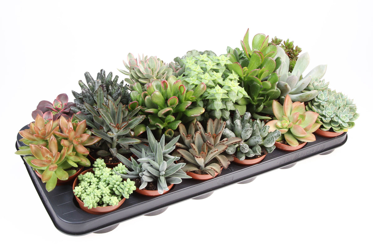 Succulenten mix 10cm 8.5cm Pot