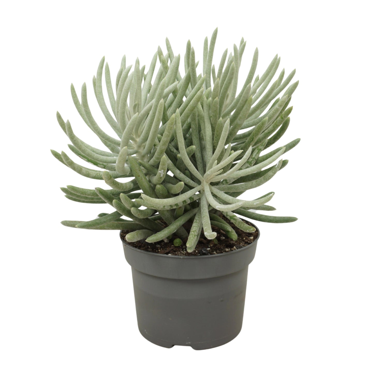 Senecio candidans 30cm 13cm Pot