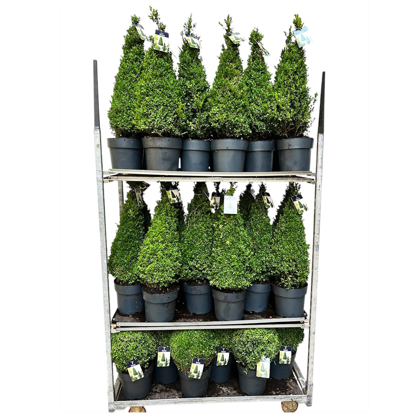Buxus sempervirens ball 998cm 24cm Pot