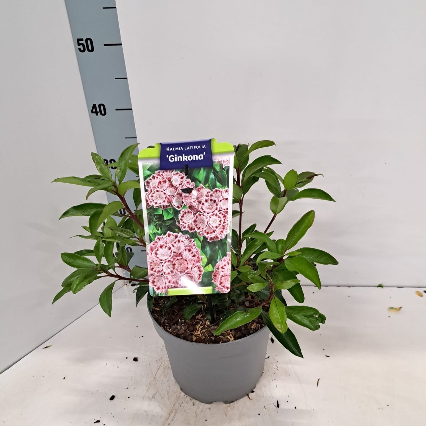Kalmia latifolia 50cm 21cm Pot