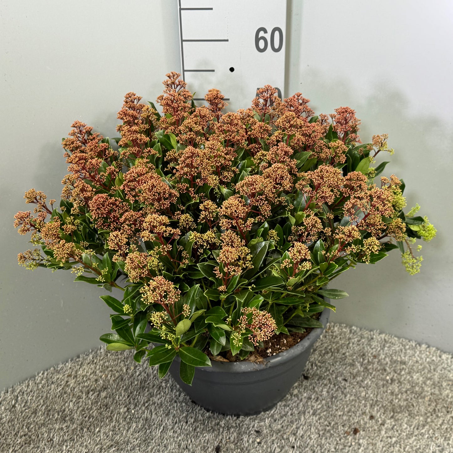 Skimmia japonica Rubesta Jos 45cm 32cm Pot