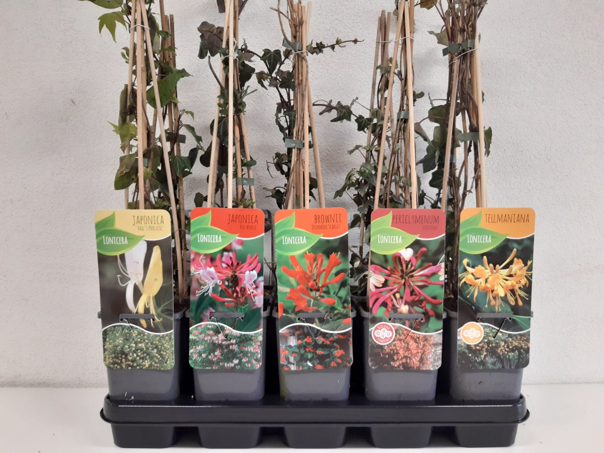 Lonicera mix 60cm 11cm Pot