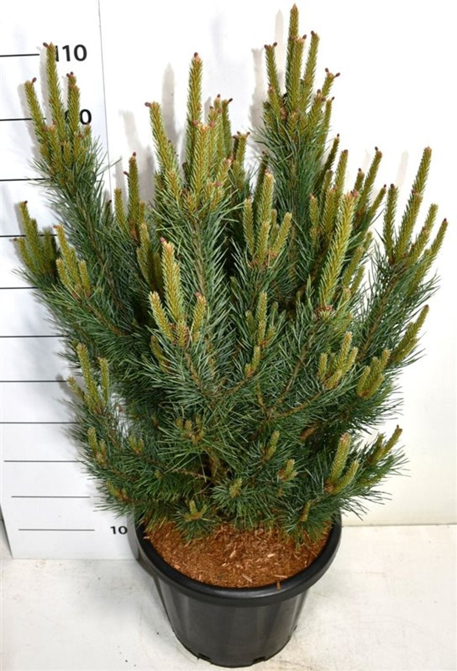 Pinus sylvestris Watereri 120cm 38cm Pot