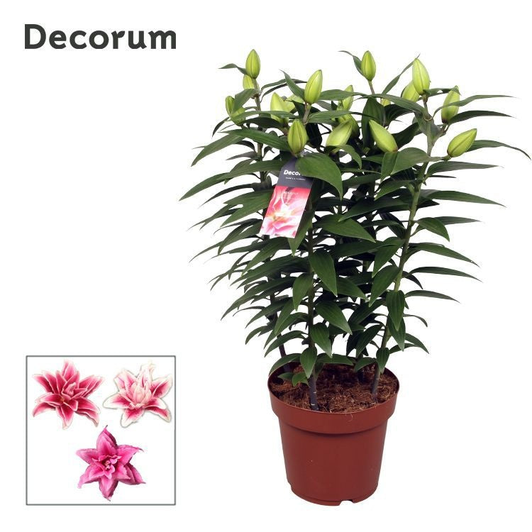 Schie Van Lilium Roselily pink Pack of 5