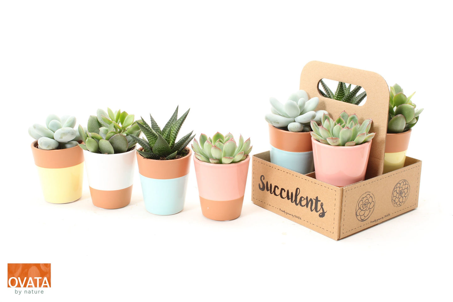 Succulent mix 9cm 14cm Pot